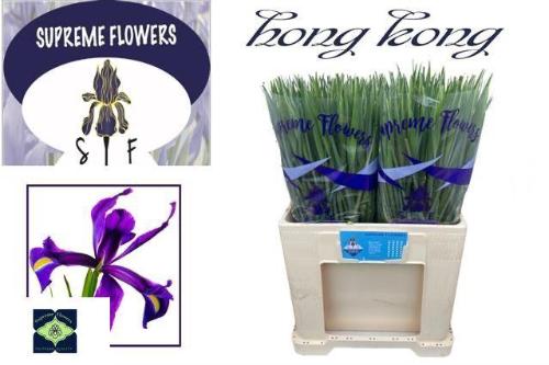 Iris (Hollandse Iris Grp) 'Hong Kong'
