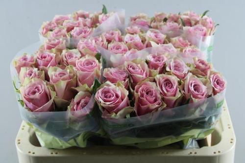 Rosa grootbloemig Athena Royale