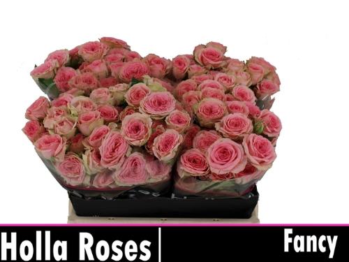 Rosa tros Fancy