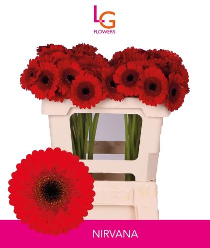 Gerbera mini Nirvana