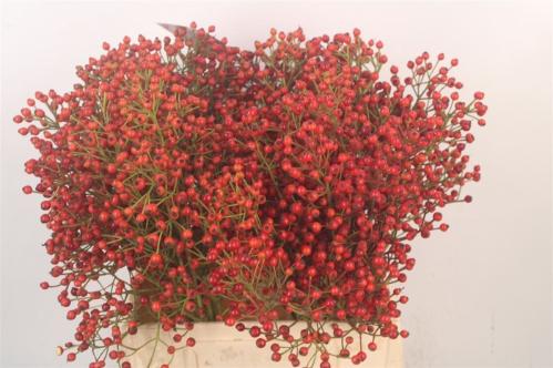 Rosa Floribunda Grp 'Autumn Splash' (rozenbottel)
