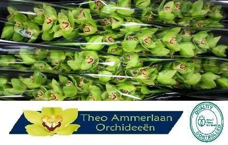 Cymbidium grootbloemig per tak 'Noah'