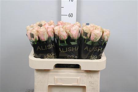 Rosa grootbloemig Lady Cava+