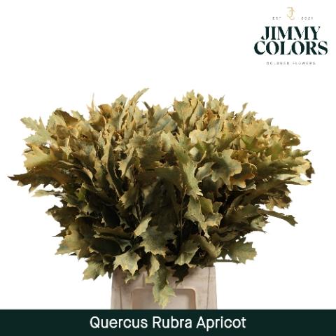 Quercus rubra kleurbehandeld H%