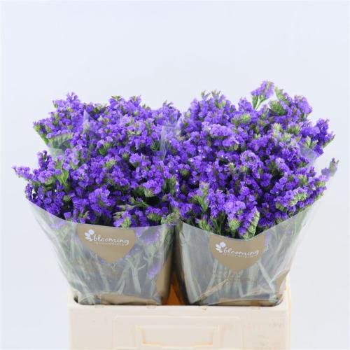 Limonium sinuatum Levis Wings