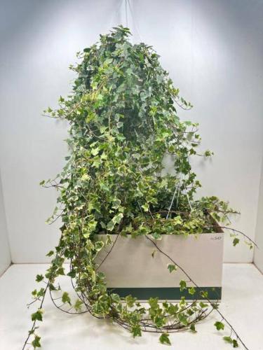 Hedera helix 'Eva'