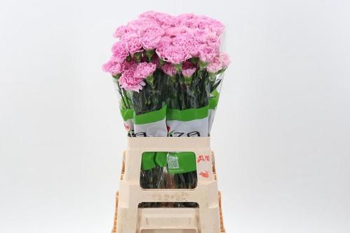Dianthus standaard overig