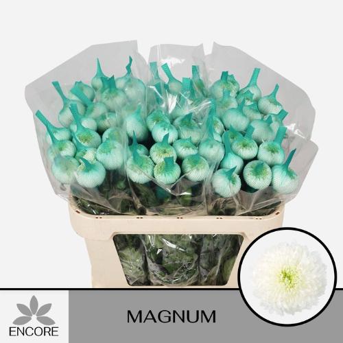 Chrysanthemum Indicum Grp geplozen Magnum