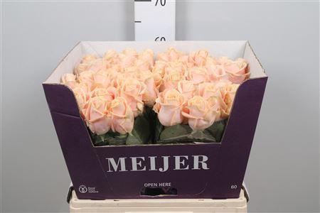 Rosa grootbloemig Pearl Avalanche+