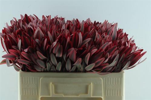 Leucadendron 'Jester'