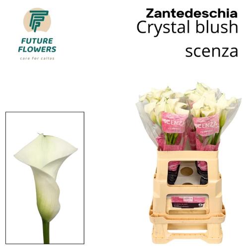 Zantedeschia 'Crystal Blush'