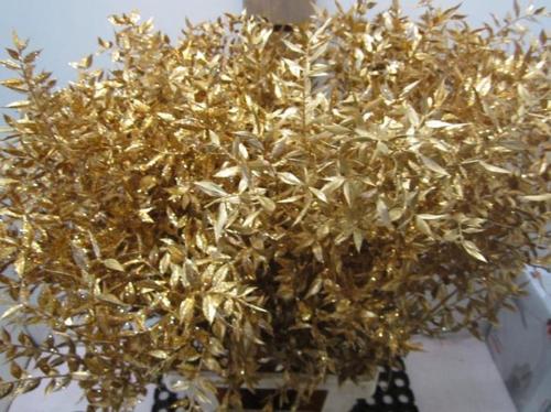 Ruscus kleurbehandeld H%