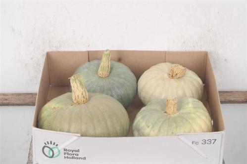 Cucurbita overig