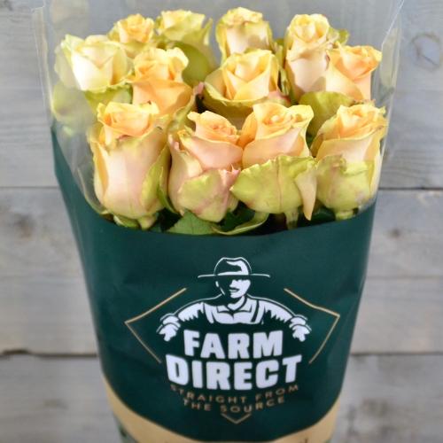 Rosa grootbloemig Nectarine