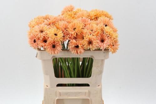 Gerbera mini Punki Humba