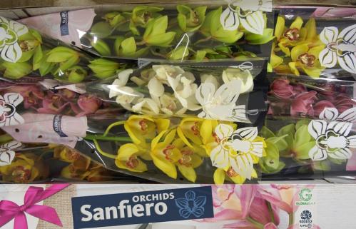 Cymbidium grootbloemig per tak gemengd