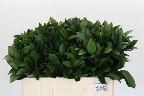 Ruscus hypophyllum (groot blad)