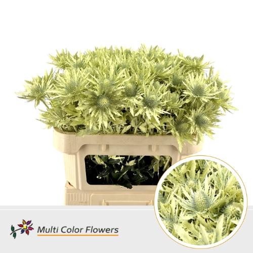 Eryngium alpinum kleurbehandeld H%