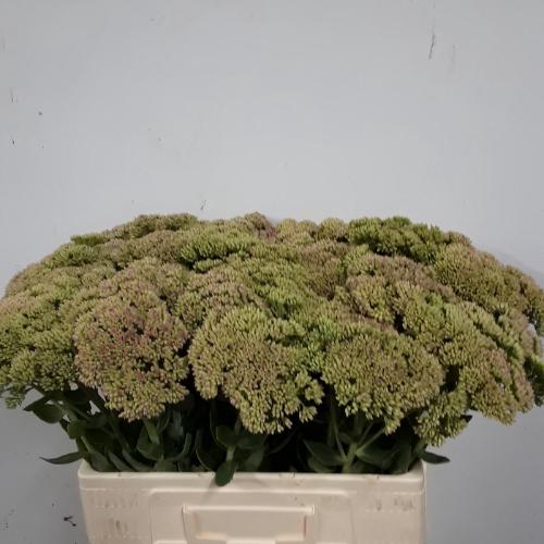 Sedum spectabile
