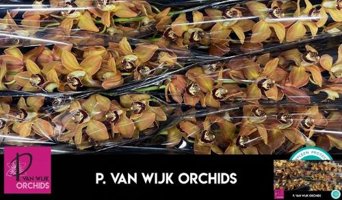 Cymbidium grootbloemig per tak Autumn Crisp 'Charly Brown'