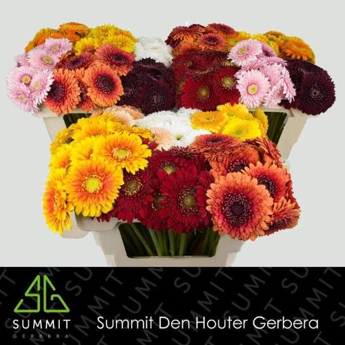 Gerbera mini bolvormig Bolero gemengd op rij