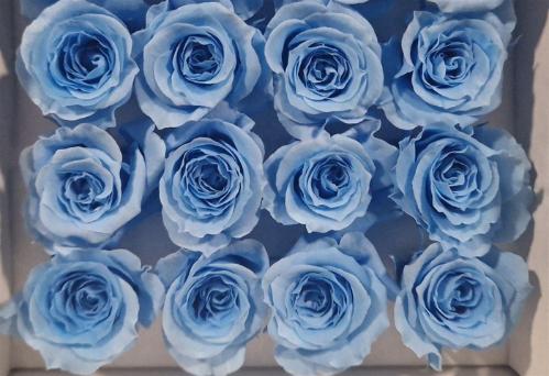 Rosa grootbloemig kleurbehandeld H%