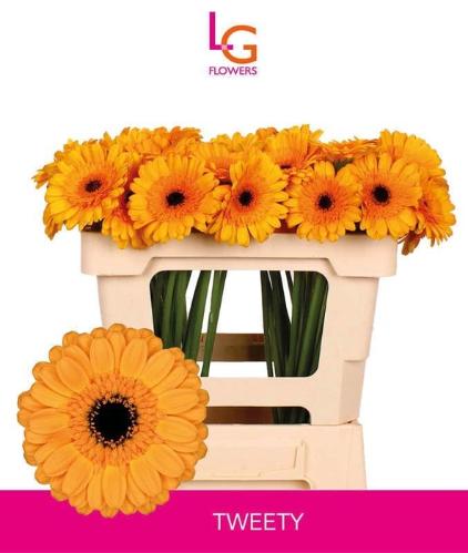 Gerbera mini Tweety