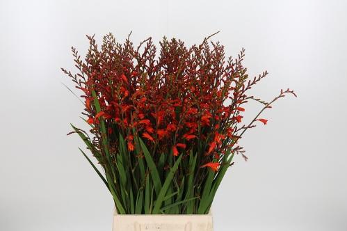 Crocosmia 'Red King'
