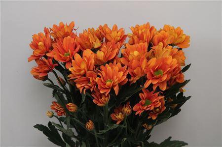 Chrysanthemum (Indicum Grp) tros Kaya+