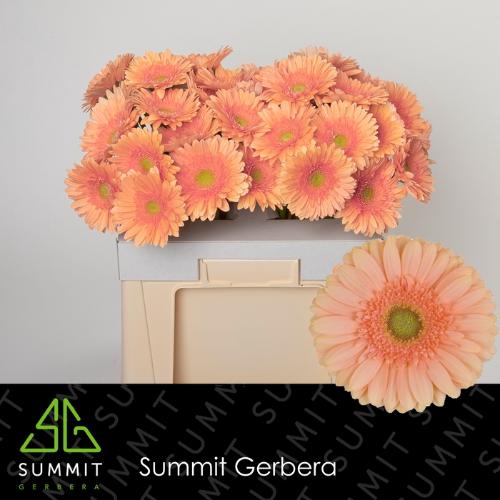 Gerbera grootbloemig Pre - Extase