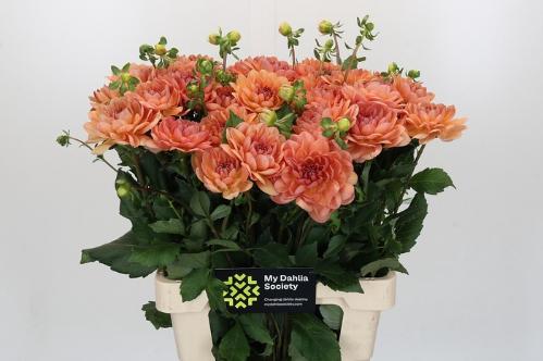 Dahlia 'Yvonne Geerlings'