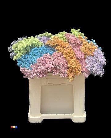 Sedum spectabile kleurbehandeld H%