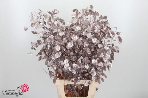 Snijbloemen overig kleurbehandeld H%