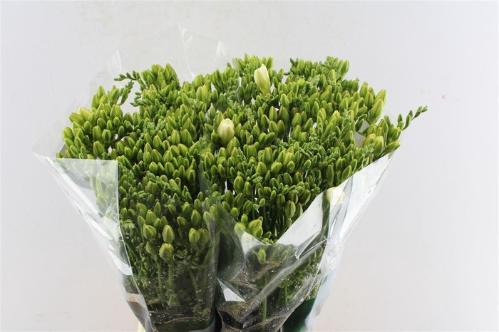 Freesia dubbelbloemig Versailles