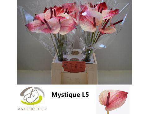 Anthurium (Andreanum Grp) Mystique