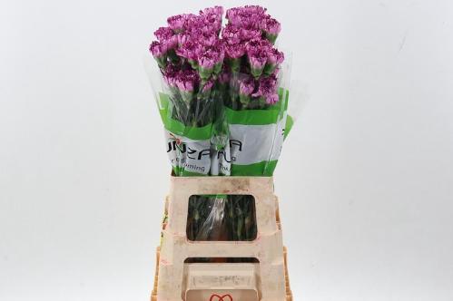 Dianthus standaard overig