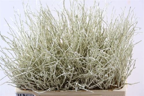 Vaccinium kleurbehandeld H%