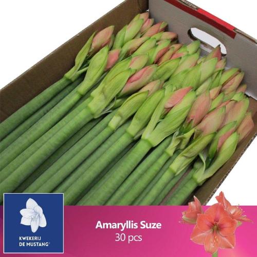 Hippeastrum (Galaxy Grp) 'Suze'