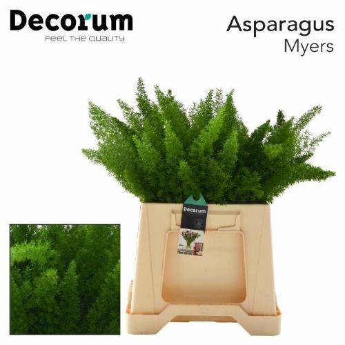 Asparagus densiflorus 'Meyers'