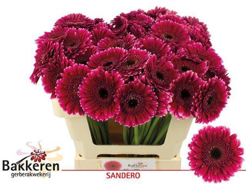 Gerbera mini 'Sandero'