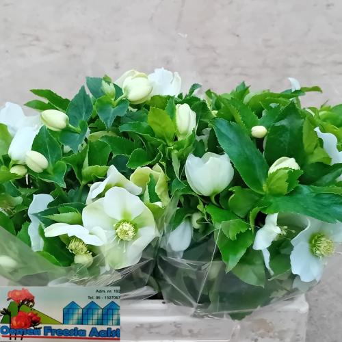 Helleborus 'Queens White'