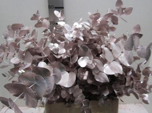 Eucalyptus cinerea kleurbehandeld per bos H%