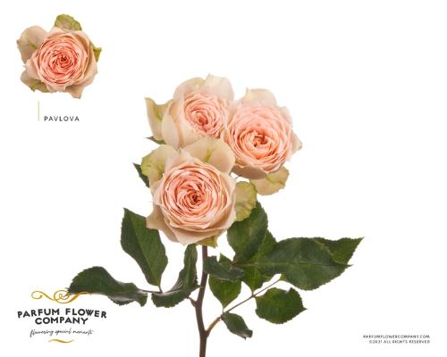Rosa tros Pavlova