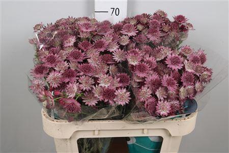 Astrantia major 'Roma'