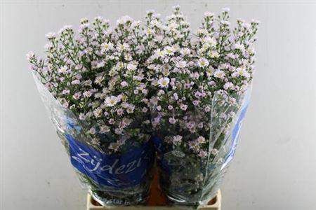 Aster Universum Grp 'Claudia'