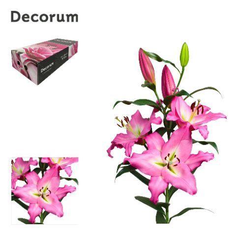 Lilium (OT-hybrids Grp) 'Albareto'