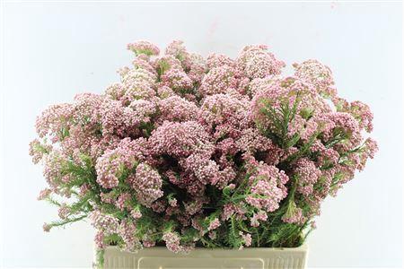 Ozothamnus 'Cooks Tall Pink'