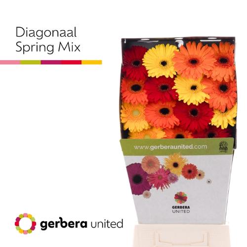 Gerbera grootbloemig gemengd diagonaal