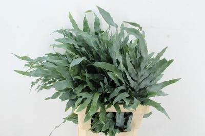 Cyrtomium fortunei