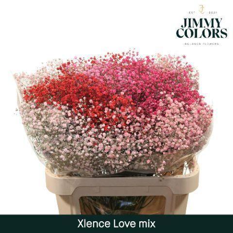 Gypsophila overig kleurbehandeld H%